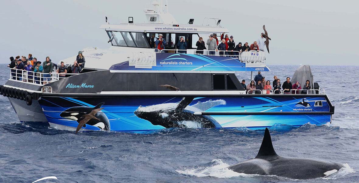 Experience the Thrill of a Lifetime: Bremer Bay Killer Whale Tour